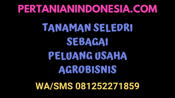 Tanaman Seledri Sebagai Peluang Agribisnis